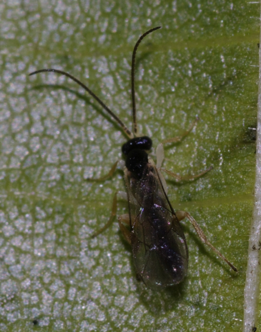 Ichneumonidae: probabilmente un maschio di Orthocentrinae
